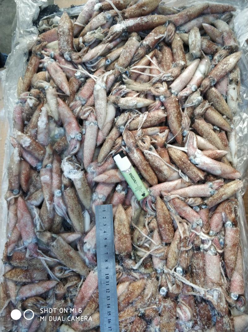 北部湾船冻小鱿鱼，子弹头，5-8公分，鲜度看得见