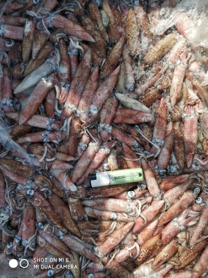 北部湾船冻小鱿鱼，子弹头，5-8公分，鲜度看得见