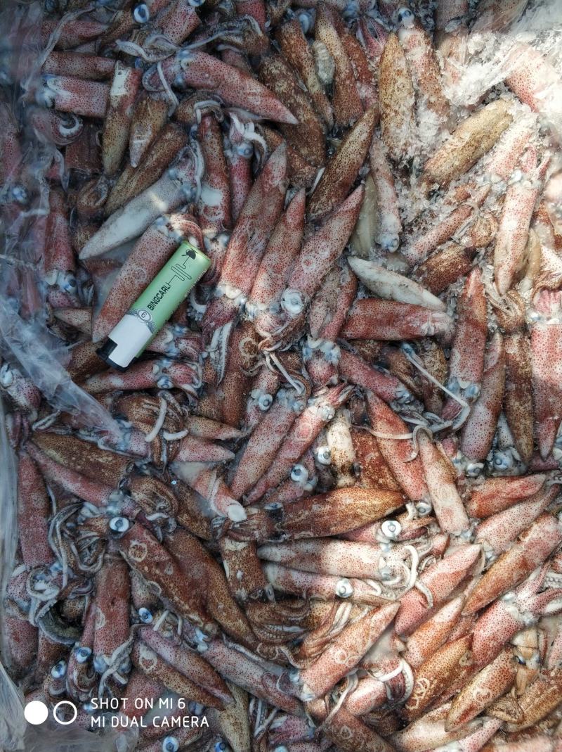 北部湾船冻小鱿鱼，子弹头，5-8公分，鲜度看得见