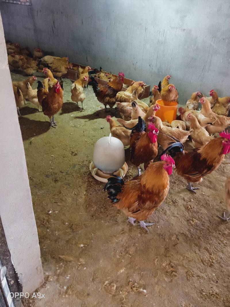 本厂孵化各种鸡苗，厂家直供，包疫苗包成活包运输。