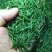 雀舌明前小肥芽，这款可以欣赏雀舌，不满意包退换