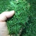 雀舌明前小肥芽，这款可以欣赏雀舌，不满意包退换