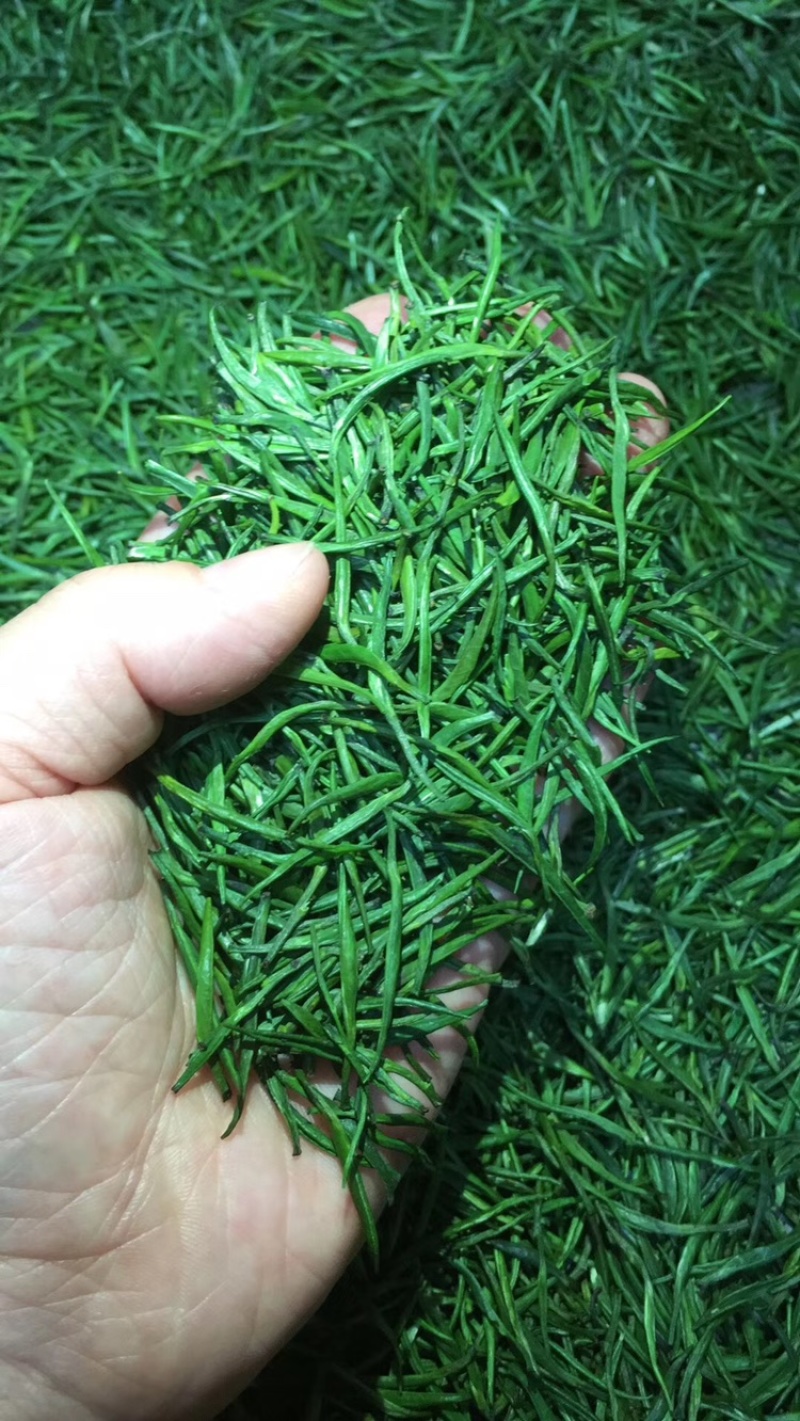 雀舌明前小肥芽，这款可以欣赏雀舌，不满意包退换