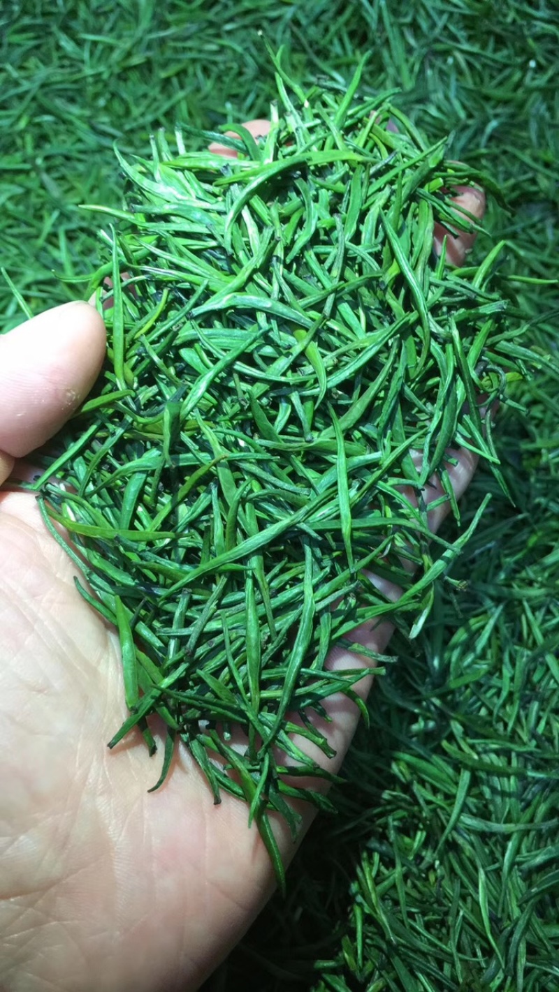 雀舌明前小肥芽，这款可以欣赏雀舌，不满意包退换