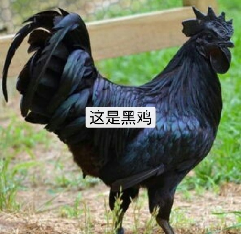 本厂孵化各种鸡苗，厂家直供，包疫苗包成活包运输。