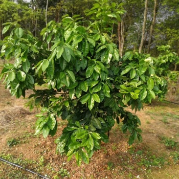 泰国红宝石青柚枝条越南青柚芽条每条10个芽以上