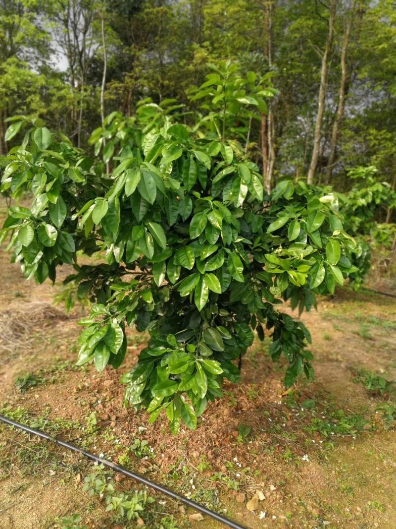 泰国红宝石青柚枝条越南青柚芽条每条10个芽以上