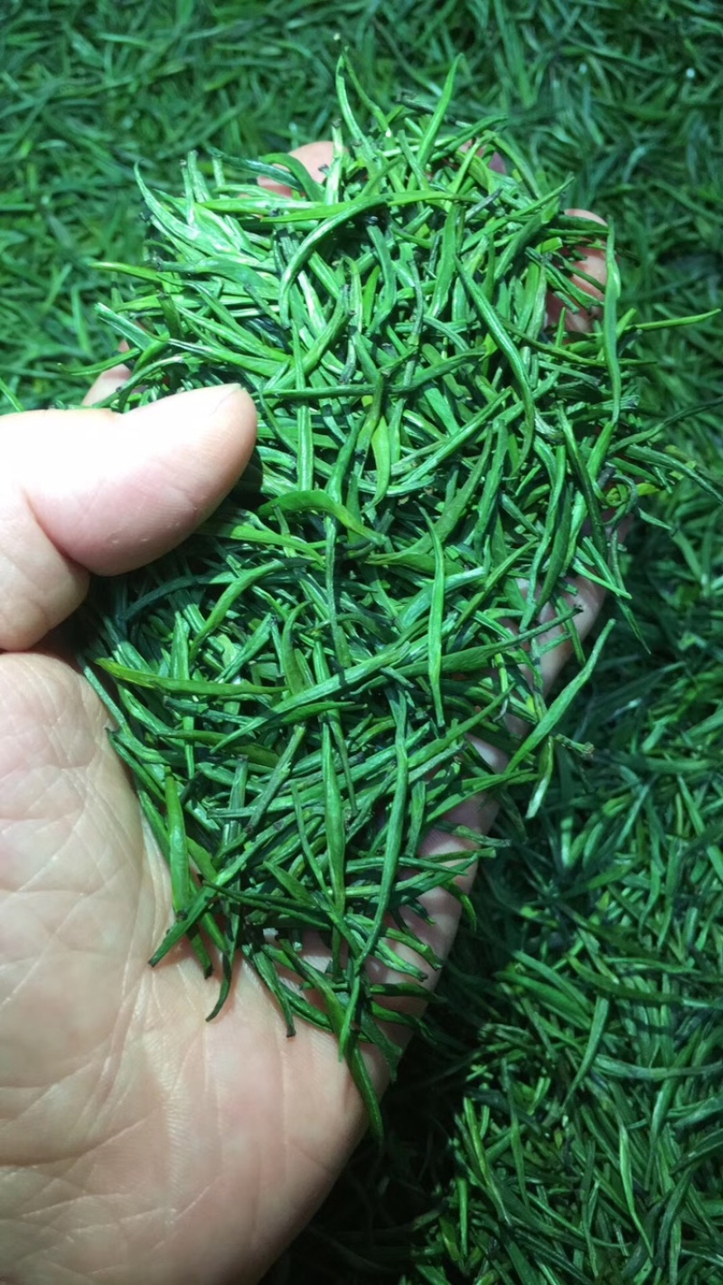 雀舌明前小肥芽，这款可以欣赏雀舌，不满意包退换