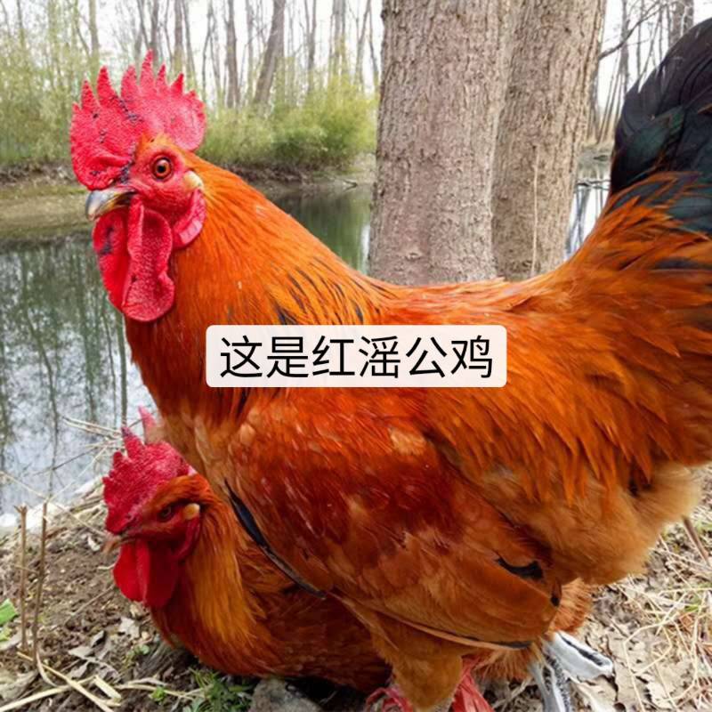 本厂孵化各种鸡苗，厂家直供，包疫苗包成活包运输。