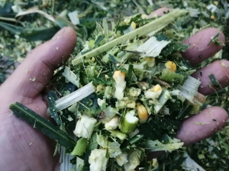 黄储玉米秸秆黄储草料量大优惠全国发货量大从优