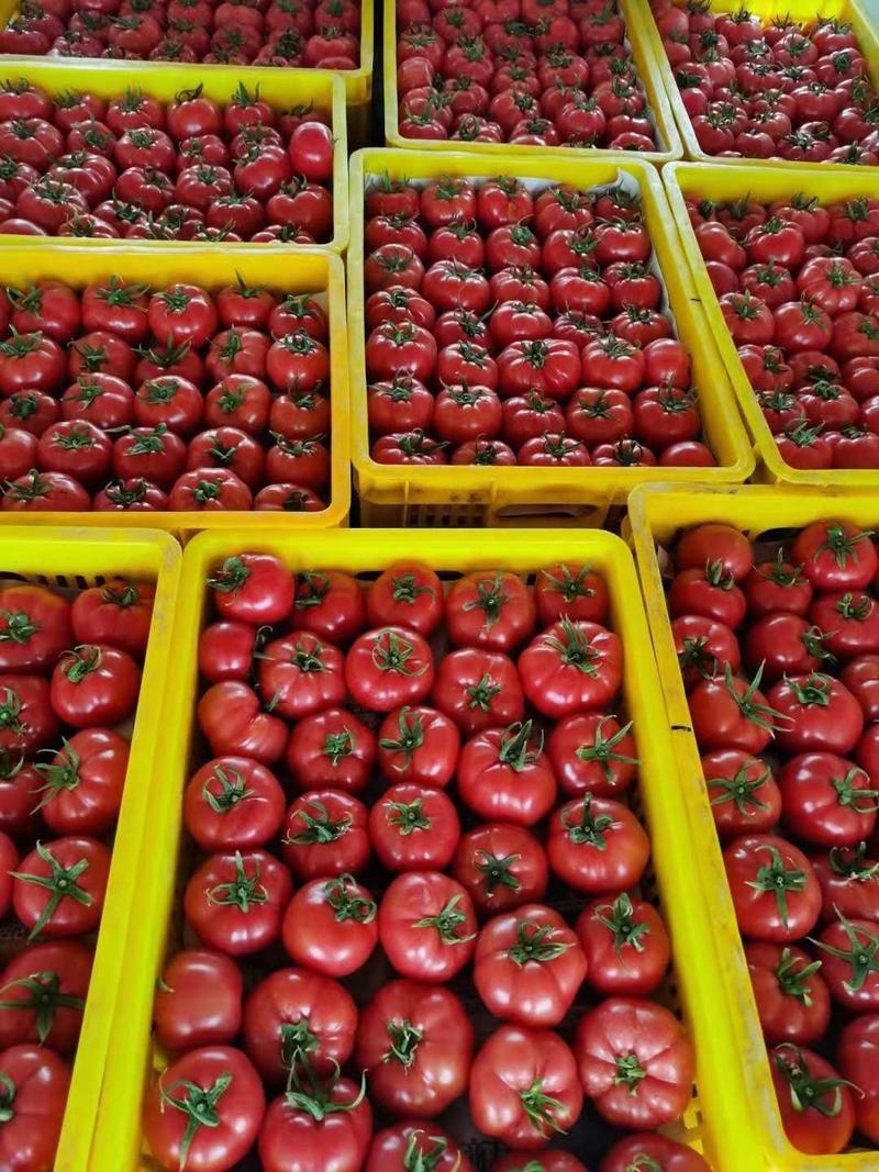 【整箱批发】普罗旺斯西红柿对接北上广一线城市客户欢迎咨询