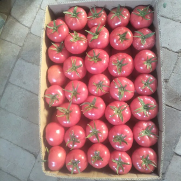 【整箱批发】普罗旺斯西红柿对接北上广一线城市客户欢迎咨询