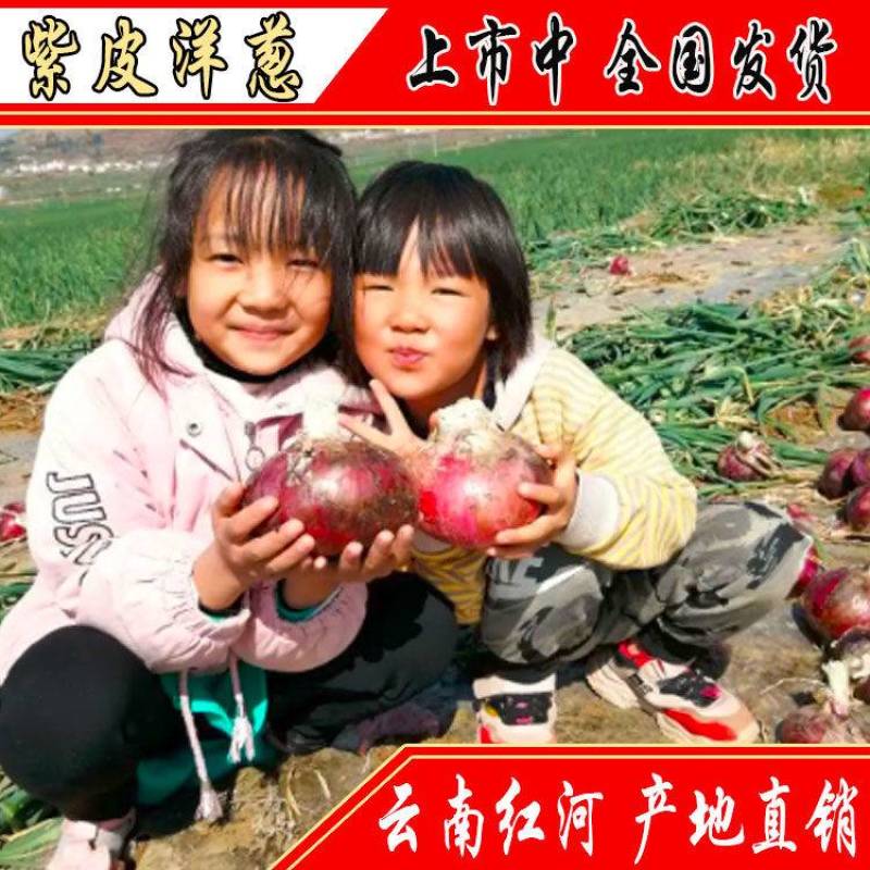云南省蒙自市，紫皮洋己上市中！欢迎新老客户采购