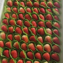 耿集妙香宁玉草莓大量上市中