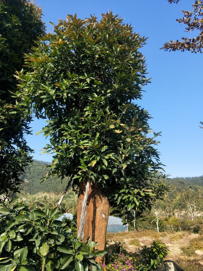 芒果树，直径40—50，假植苗，清场处理