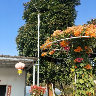芒果树，直径40—50，假植苗，清场处理