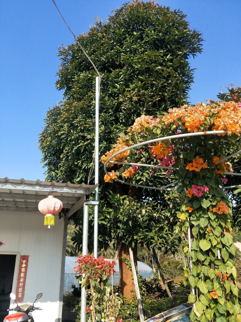 芒果树，直径40—50，假植苗，清场处理