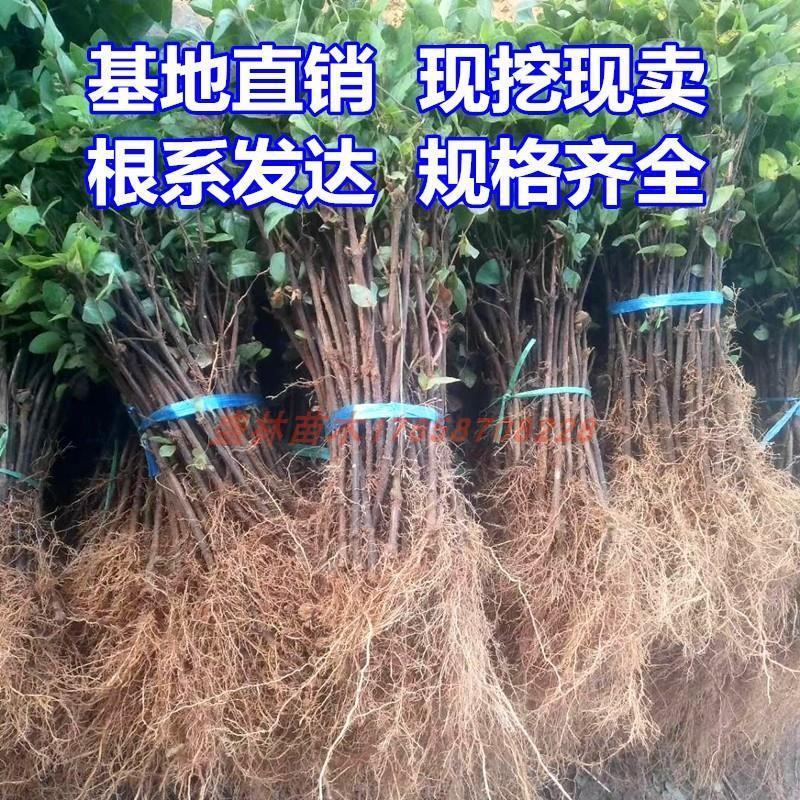 花椒苗大红袍花椒苗九叶青花椒苗量大签约技术指导