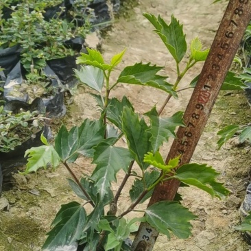 自家种植矮化株槿大量现货