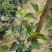 自家种植矮化株槿大量现货