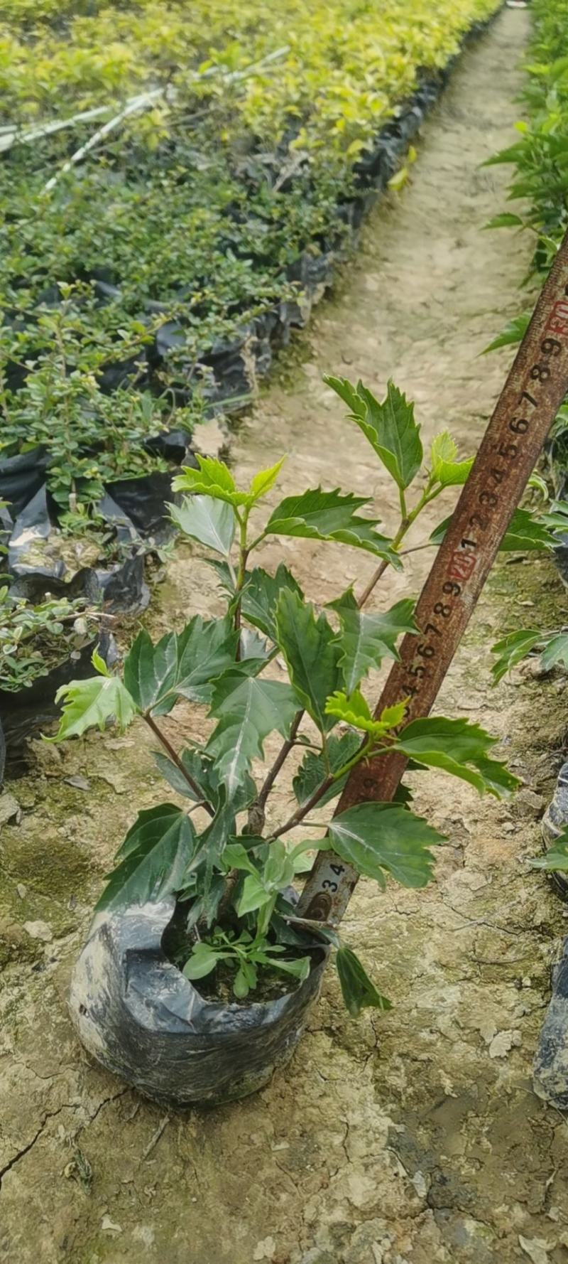 自家种植矮化株槿大量现货