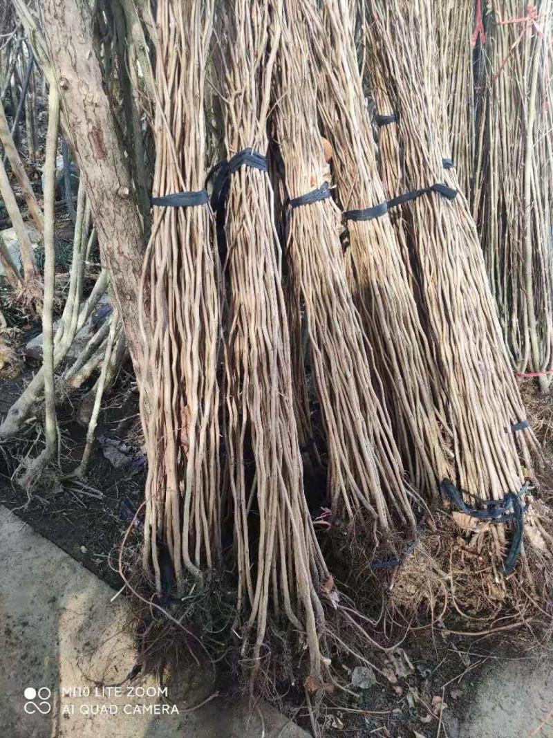 紫荆紫荆树苗紫荆花耐寒绿化工程苗南北方种
