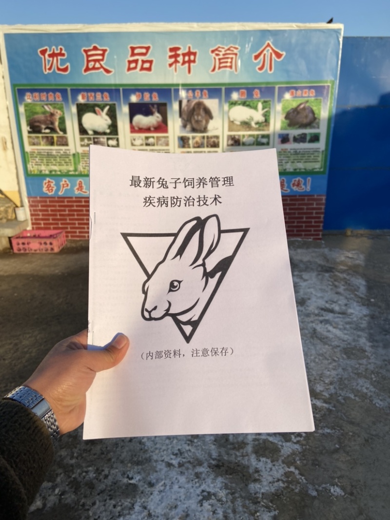 优质《公羊兔》种兔肉兔包技术包回收全国可发货