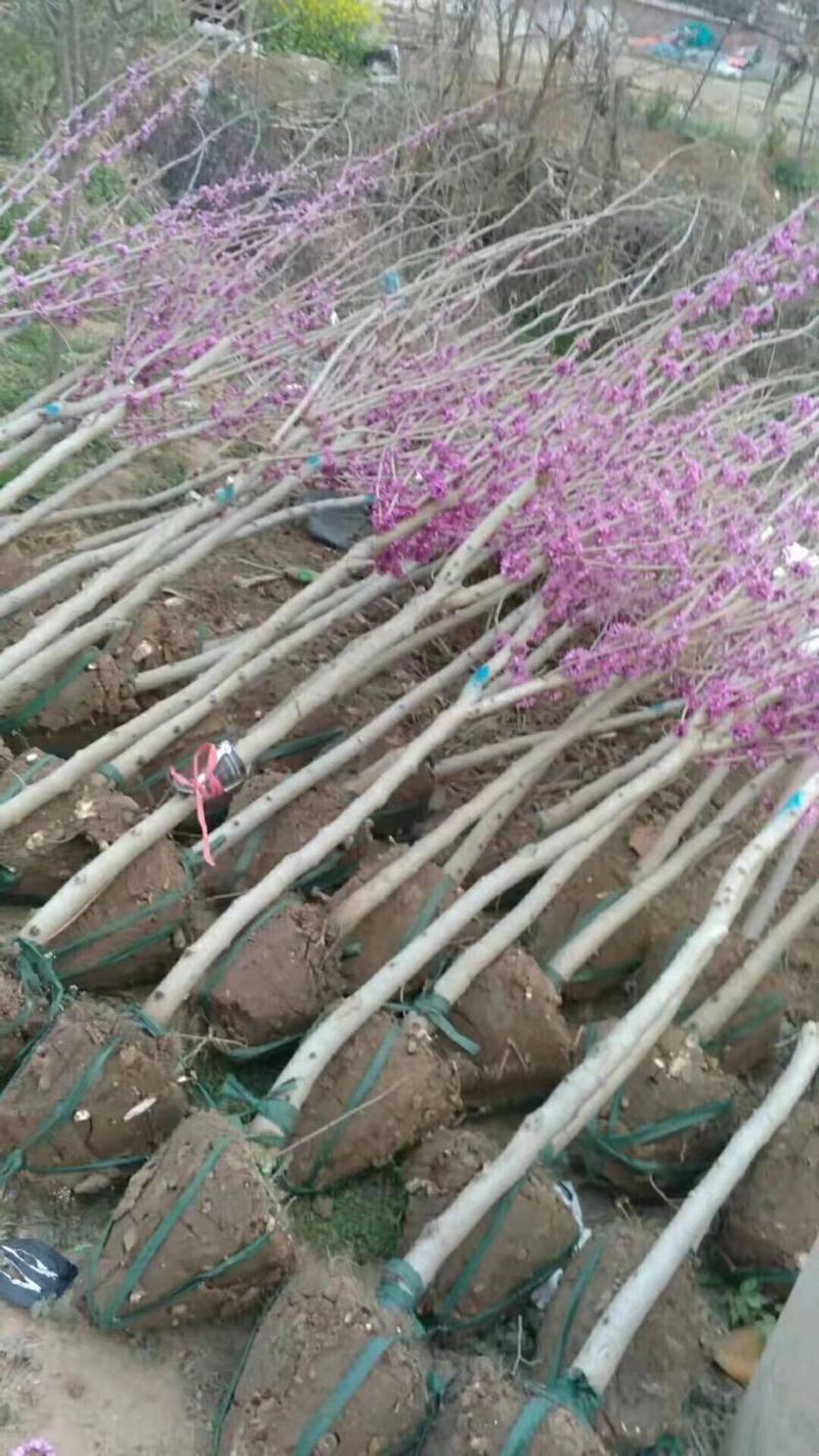 紫荆紫荆树苗紫荆花耐寒室外植物南方绿化苗木