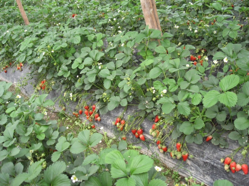 各种草莓大量上市，低价批发出售