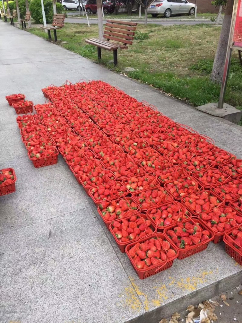 各种草莓大量上市，低价批发出售