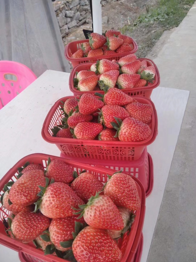 各种草莓大量上市，低价批发出售
