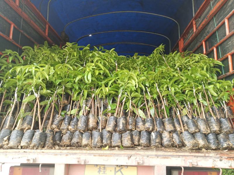 长期大量优质芒果金煌芒苗