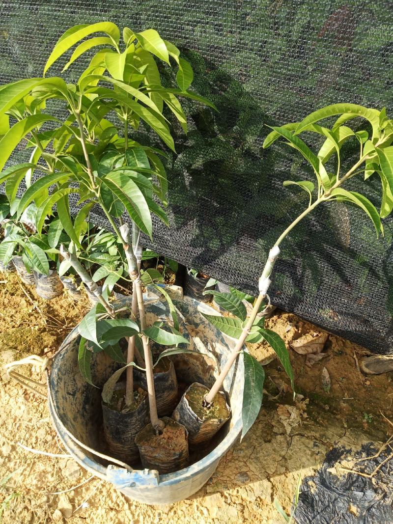 长期大量优质芒果金煌芒苗