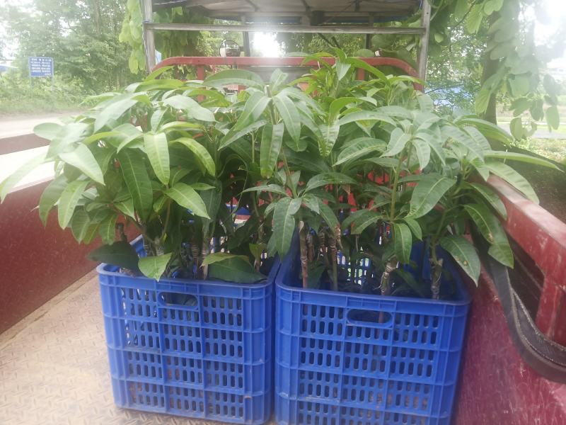 长期大量优质芒果金煌芒苗