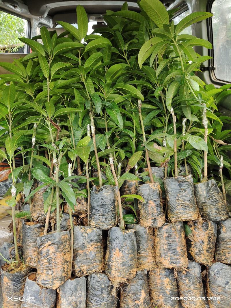 长期大量优质芒果金煌芒苗
