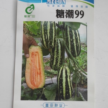 甜瓜种子糖潮99甜瓜种子早熟薄皮抗病性强耐低温