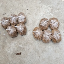 竹节参两年苗