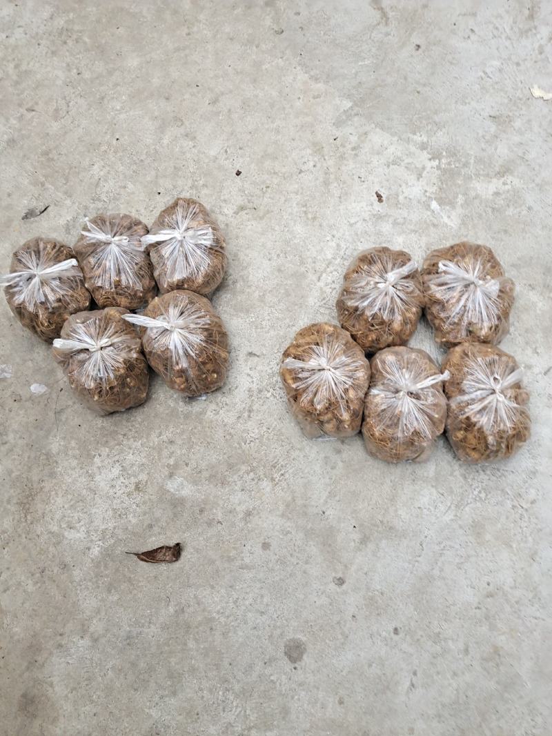 竹节参两年苗