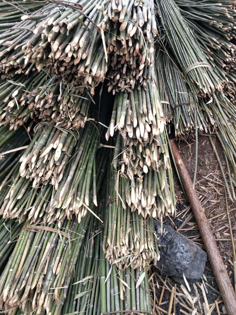 竹竿，撑果竿，实心竹竿，烤竿，菜架竹，长期有货大量供应