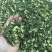 【一件代发】茉莉雪竹芽头肥壮，香气浓郁，茶条索紧细如针