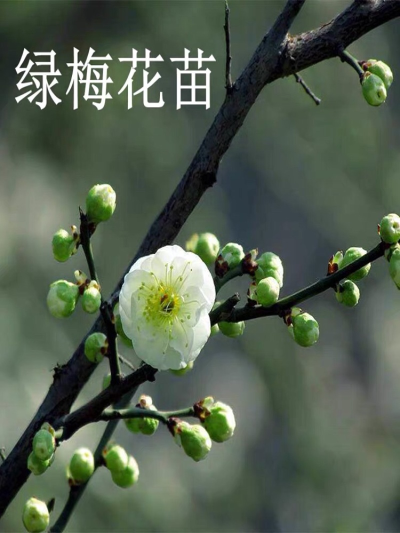 绿梅耐寒植物绿梅盆栽浓香型绿鄂梅原生绿梅老桩植物