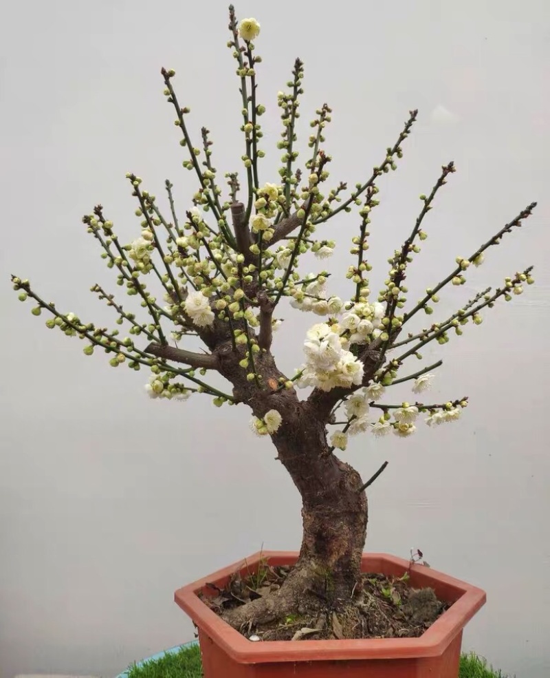绿梅耐寒植物绿梅盆栽浓香型绿鄂梅原生绿梅老桩植物