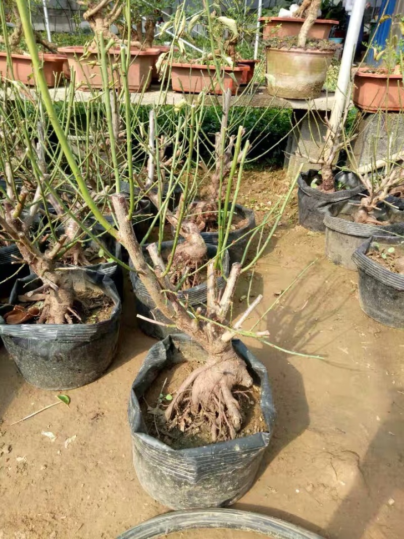 绿梅耐寒植物绿梅盆栽浓香型绿鄂梅原生绿梅老桩植物
