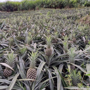 云南香水菠萝供应电商，市场