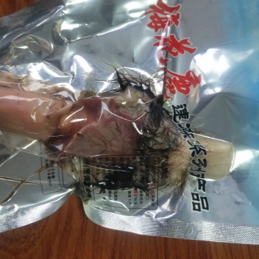 梅花鹿，鹿鞭，梅花鹿，鹿鞭，活鹿现杀，新鲜鹿鞭！