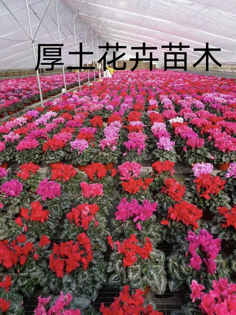 仙客来一品冠品质好艳色全