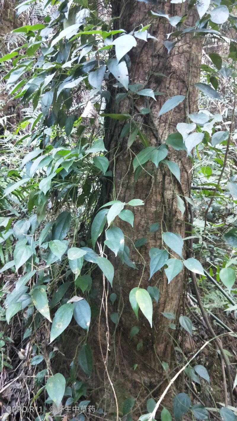 风藤丶海风藤丶鲜20/斤