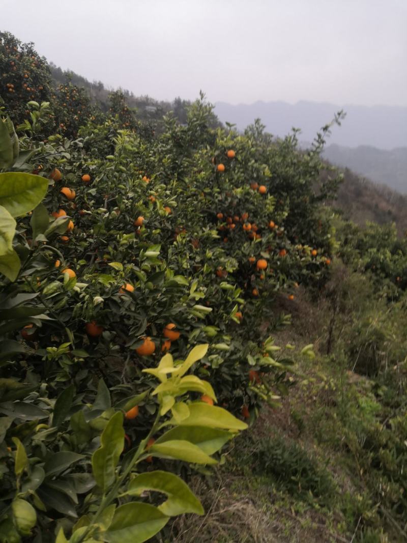 兴山纽荷尔：昭君故里：