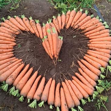 山东省青岛市莱西农户自家种植的胡萝卜！颜色鲜红全国发货！