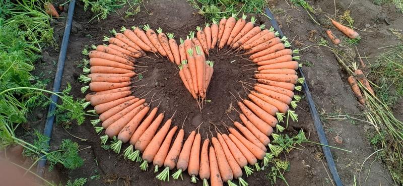山东省青岛市莱西农户自家种植的胡萝卜！颜色鲜红全国发货！